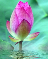 Family Resources, LLC