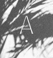 A. Lynne Photography