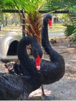 HorsePower for Kids & Animal Sanctuary