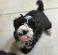 Lordocs Havanese