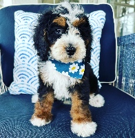 Peachstone Bernedoodles