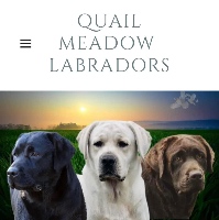 Quail Meadow Labradors