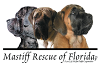 Mastiff Rescue of Florida