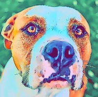 Ashley’s Here to Help Pet Care