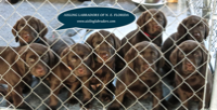 Aisling Labradors of N.E. Florida