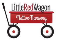Kids' Nature Summer Camps at Little Red Wagon Native Nursery