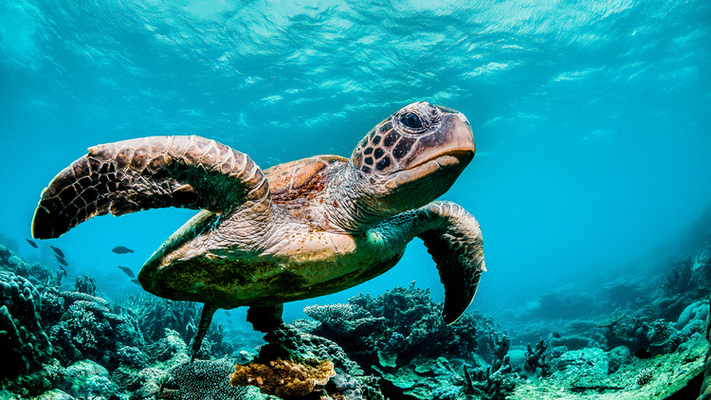 Technology and Turtles: AI to boost conservation efforts