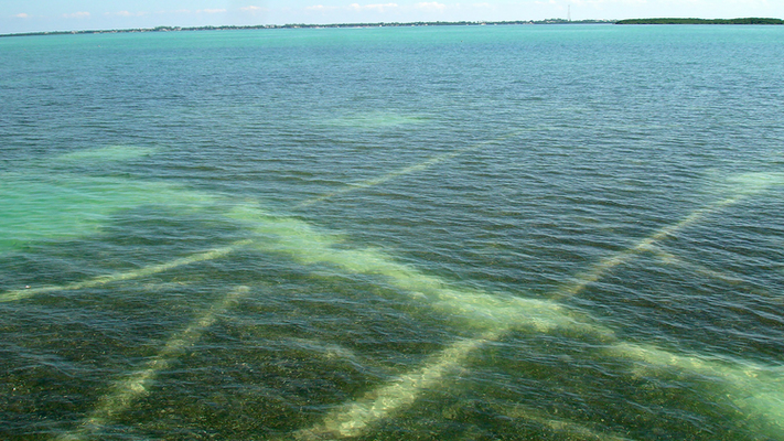 Save the Seagrass! Restoration Project in The Florida Keys.