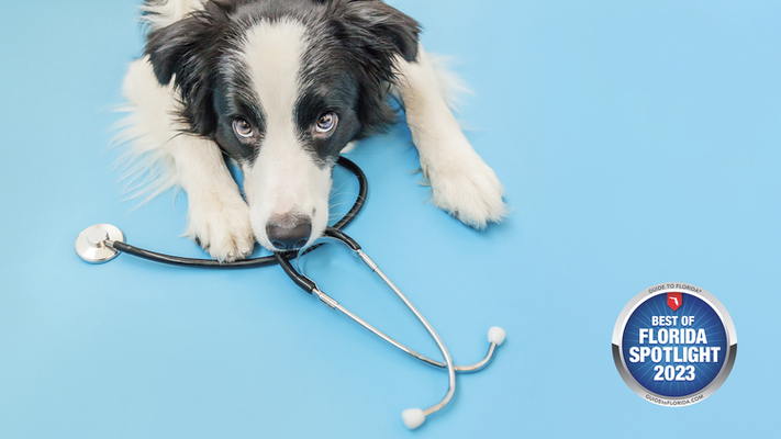 Paws, Whiskers, and Wellness: St. Bernard’s Animal Hospital