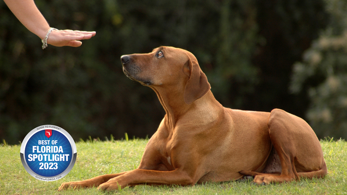 All Dogs Unleashed Dog Training Tampa: Unleashing the Potential of Dogs Throughout the Tampa Bay Area