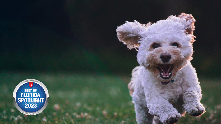 Cape Coral Dog Groomers: More Than Just a Snip and a Clip