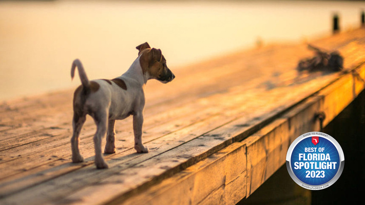 Dockside Doggies Pet Grooming: More Than Just a Trim and Shampoo