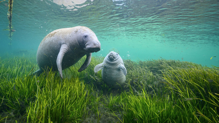 All Hail The Manatee: Sea & Shoreline Celebrate 10 Years Of Aquatic Restoration
