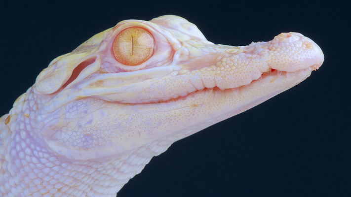 Cute Even With Claws, Albino Alligator Born To Wild Florida