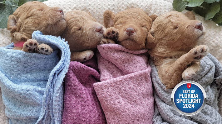 We R Mini Doodles: Raising Happiness, One Puppy at a Time