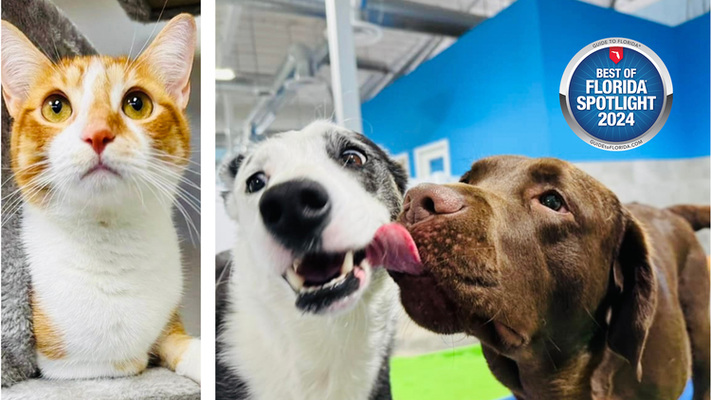 Hounds Town Winter Park: Where Every Dog’s Tail Tells a Story