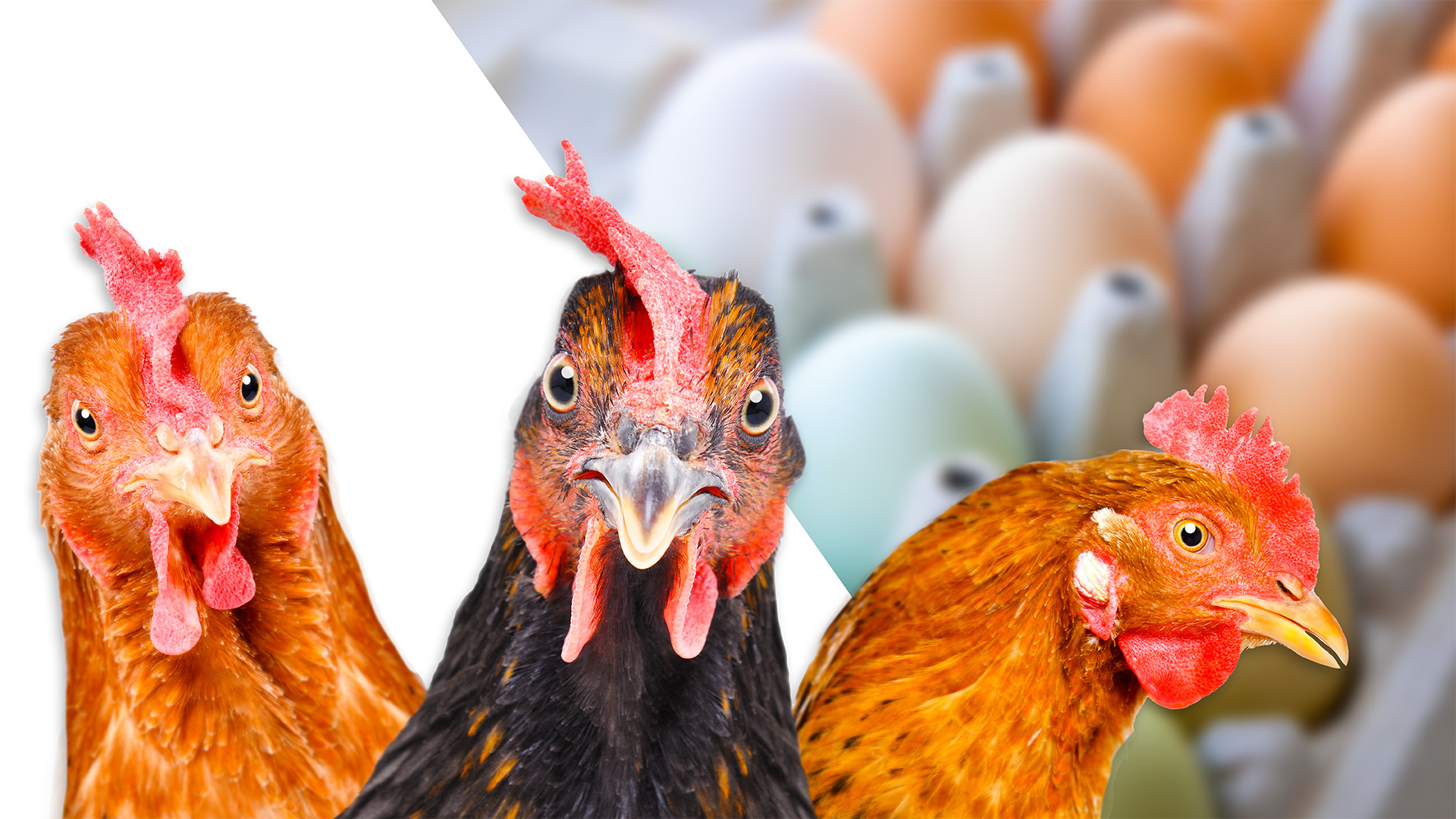 Chicken or the Egg? Florida’s Backyard Chicken Trend