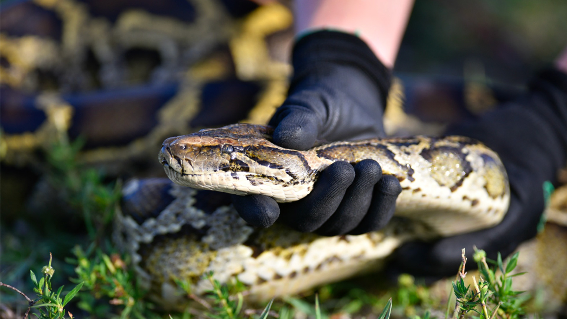 Snake It Or Leave It: The Python Hunt Is On